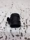 Luftmassenmesser 90530463<br>OPEL TIGRA TWINTOP 1.8