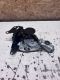 Wischermotor hinten 0390201803<br>JAGUAR X-TYPE ESTATE (CF1_) 2.2 D