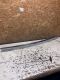 Taster Heckklappe Heckklappen�ffner 13137862<br>OPEL ZAFIRA B (A05) 1.9 CDTI