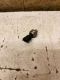 Sensor, Kraftstoffdruck Drucksensor<br>OPEL SIGNUM 2.2 DIRECT
